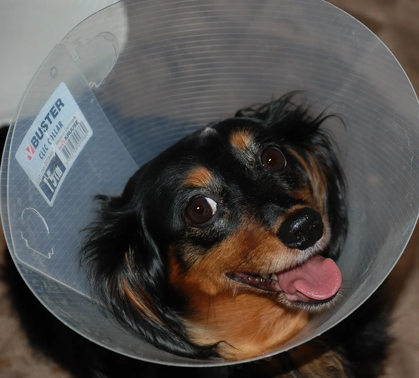 Chloe the dachshund wearing a recovery cone