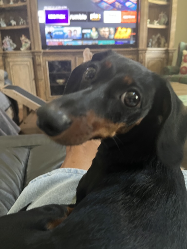 Dachshund Breed History: From German Badger Hunter to Family Favorite