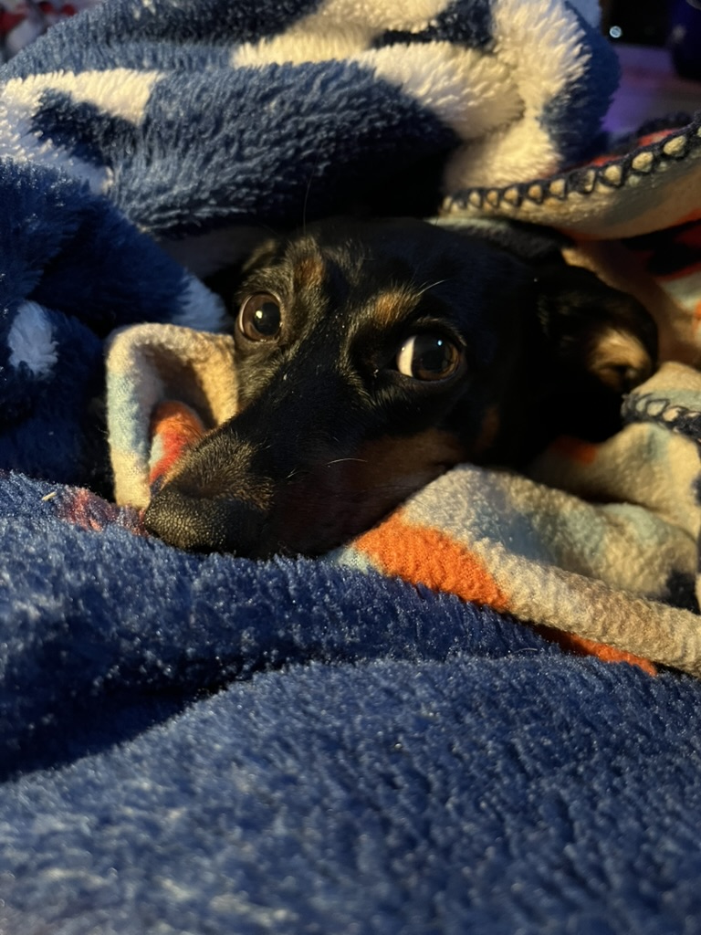 Why Dachshunds Burrow: Life Under the Blankets with Zoey