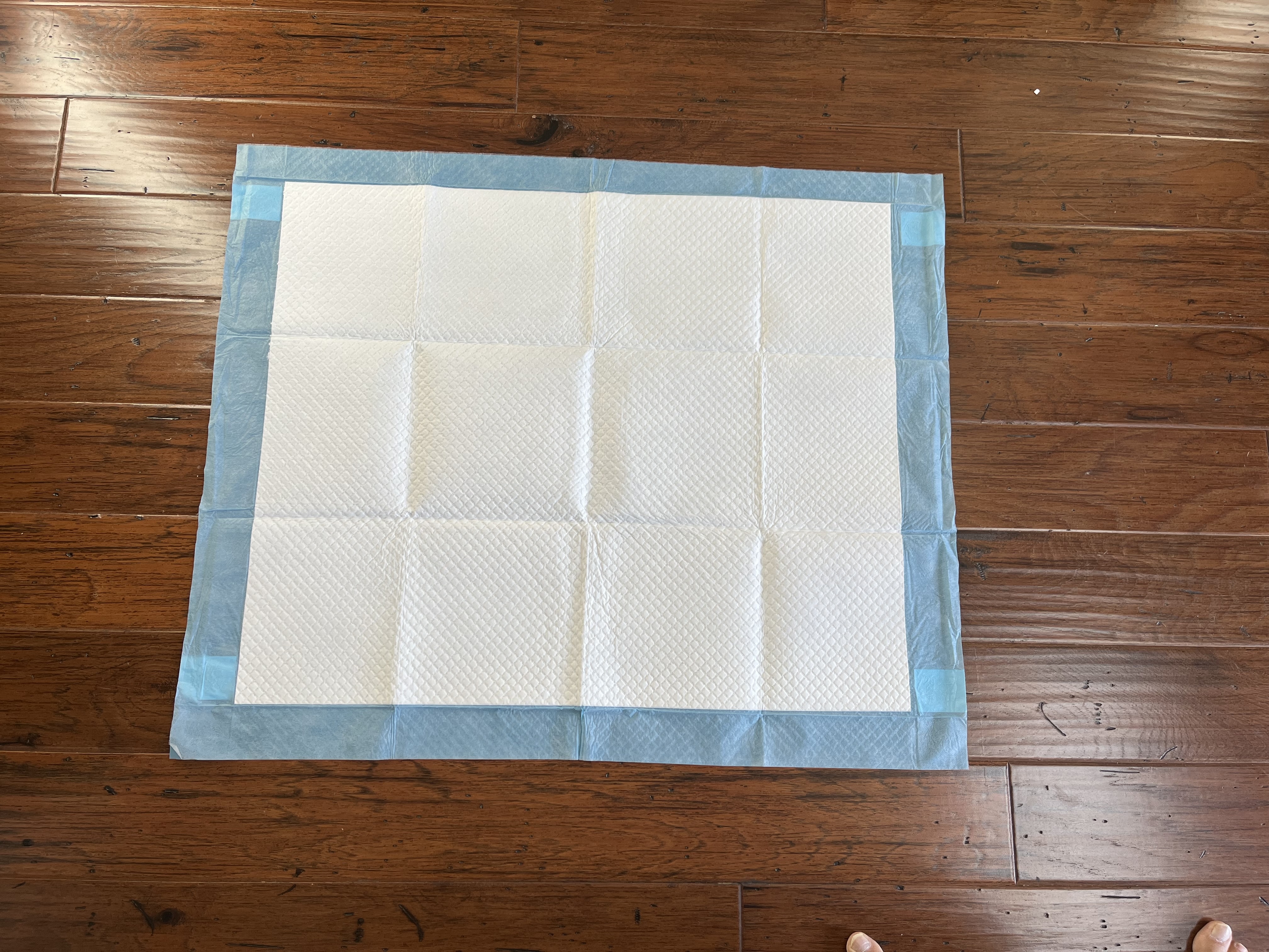 Potty Training Pads for Dachshunds: What Actually Works