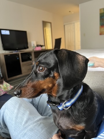Traveling with a Dachshund: Hotels and Road Trip Stops That Work