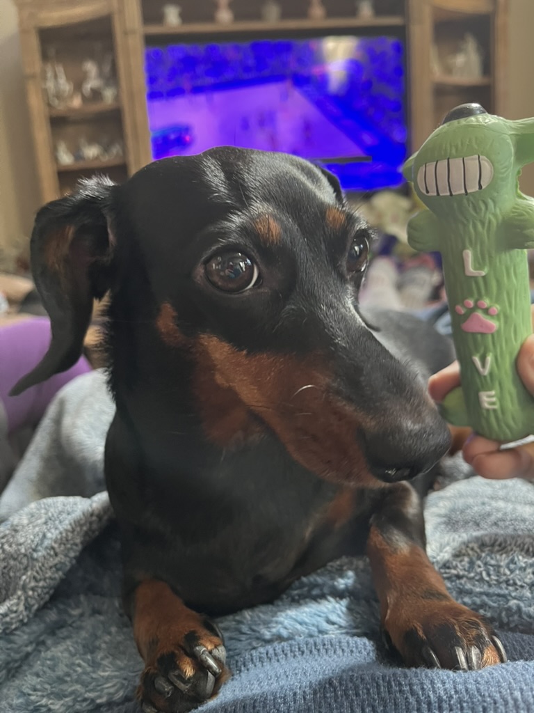 Do Dachshunds Shed? Short-Hair vs. Long-Hair Explained