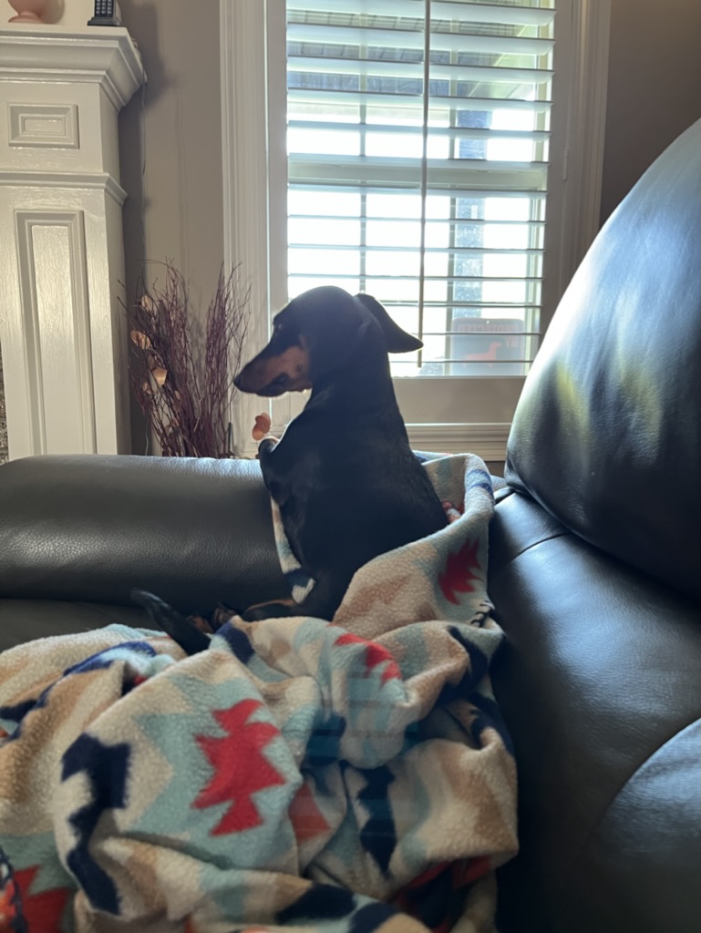 How to Feel a Dachshund's Ribs to Check Their Weight