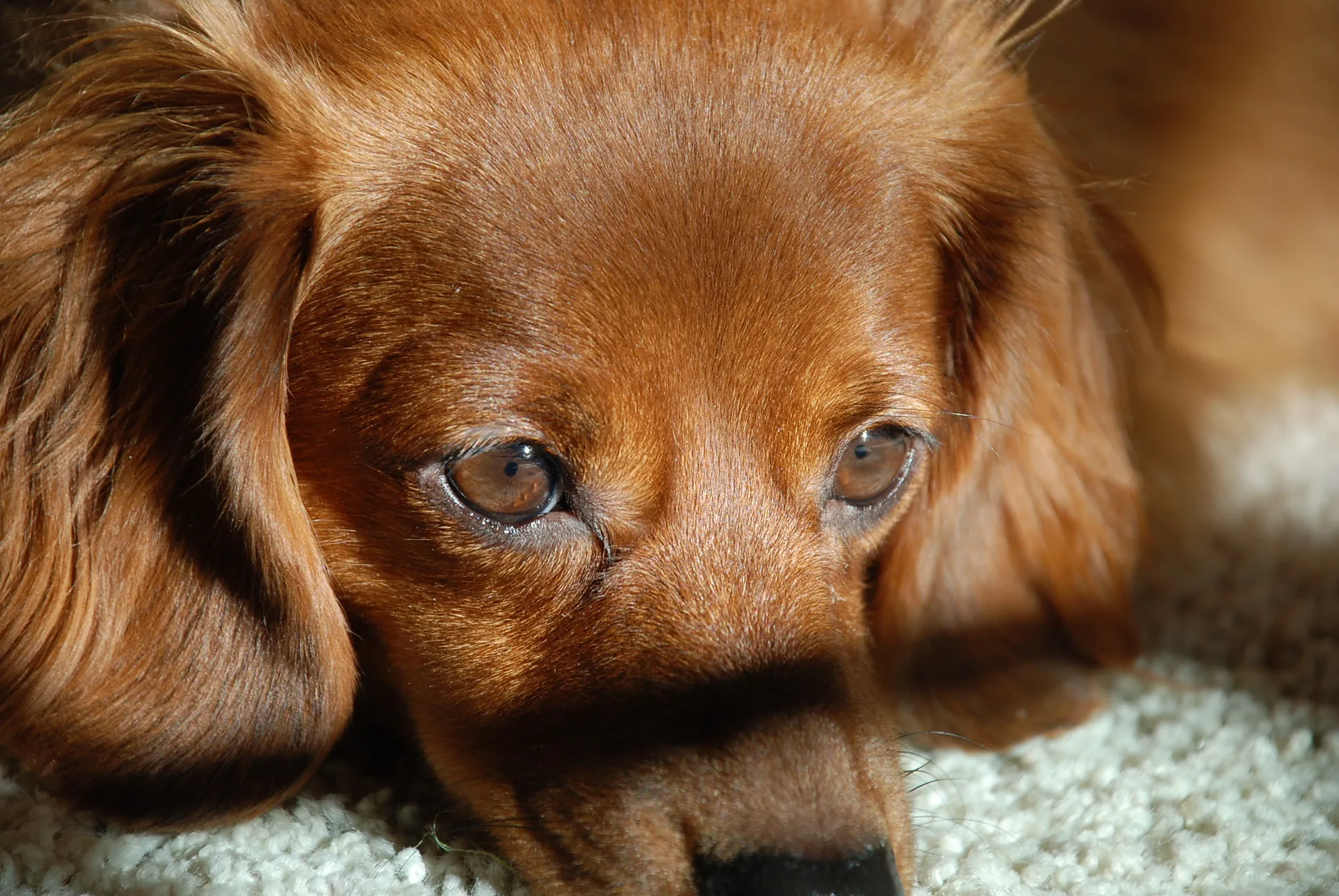 Molly the dachshund with soulful eyes