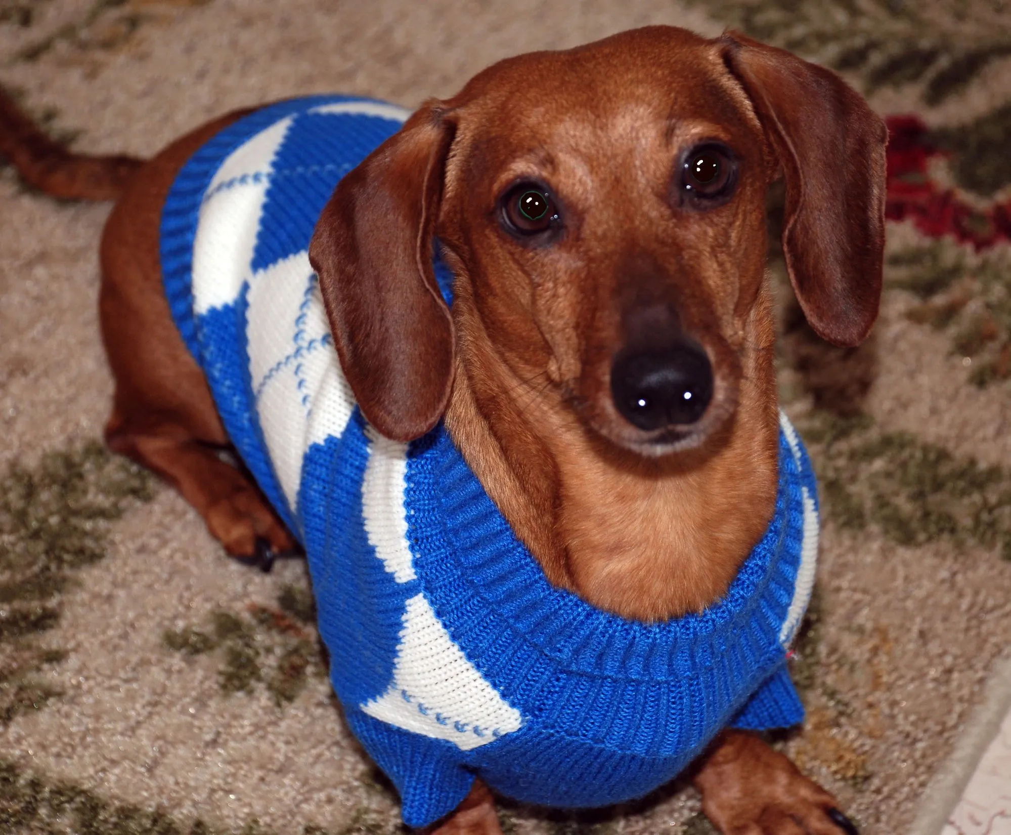 Odie the dachshund in a blue argyle sweater