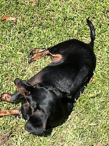 She Called Me Fat: Overweight Dachshund Has a Weight Loss Plan