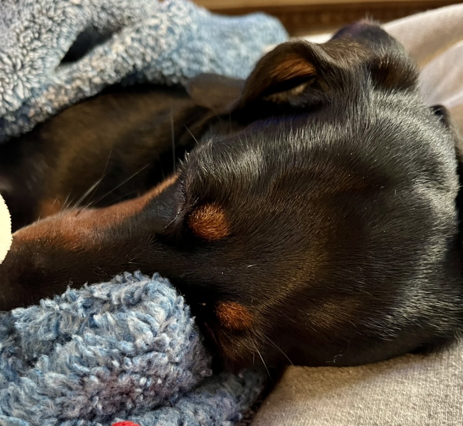 Trazodone for Dachshunds: How It Got Me Through the Fourth of July