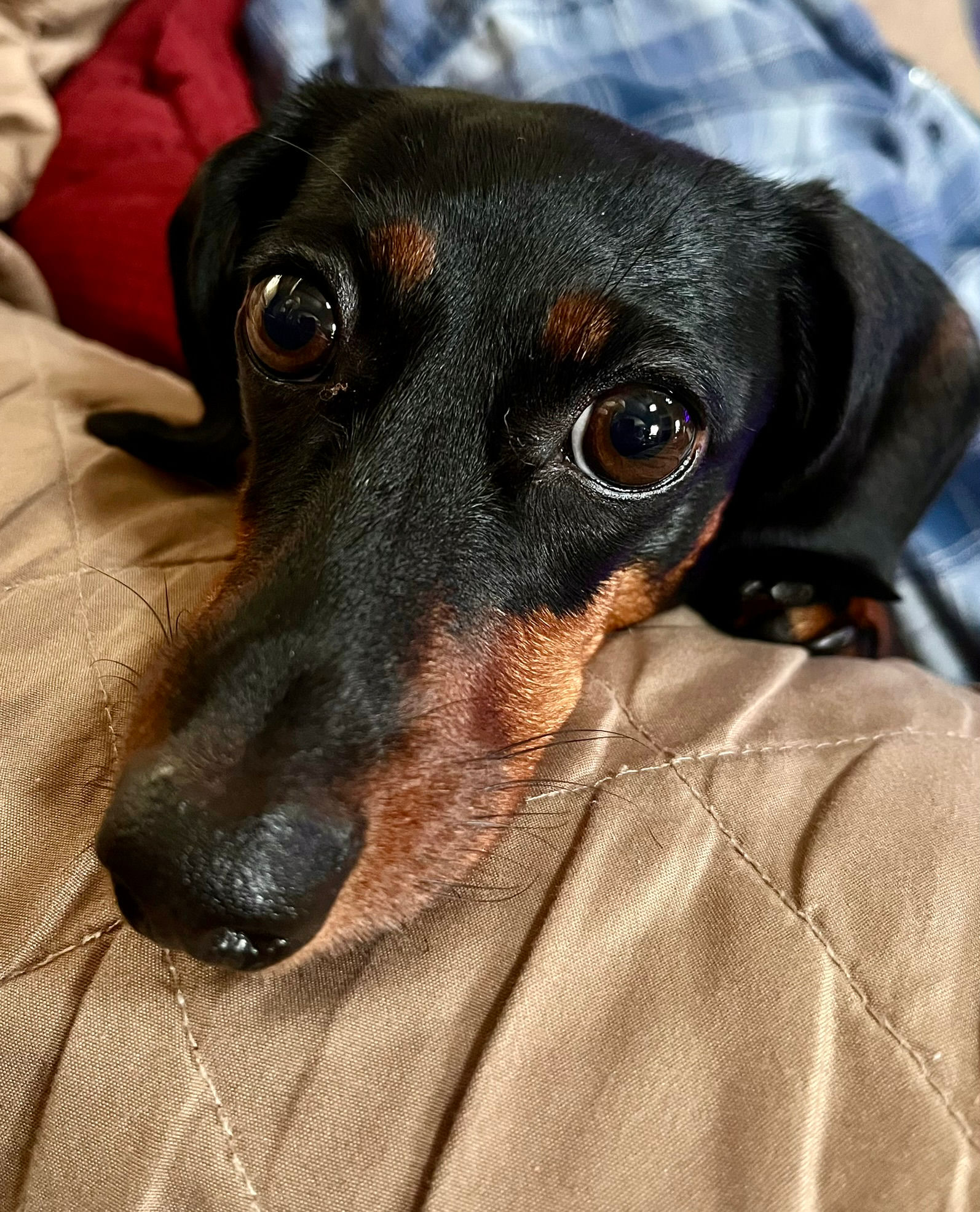 Zoey the Dachshund with her big brown eyes