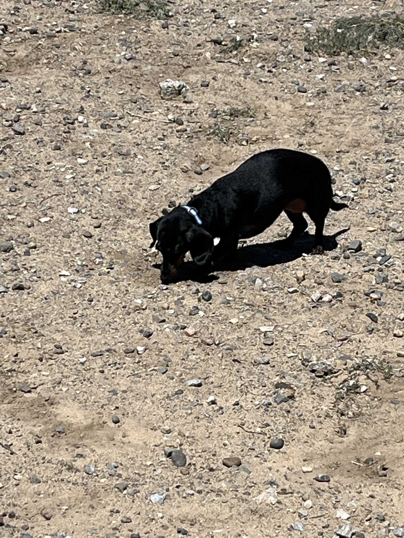 Dachshund Facts: What Every Owner Should Know
