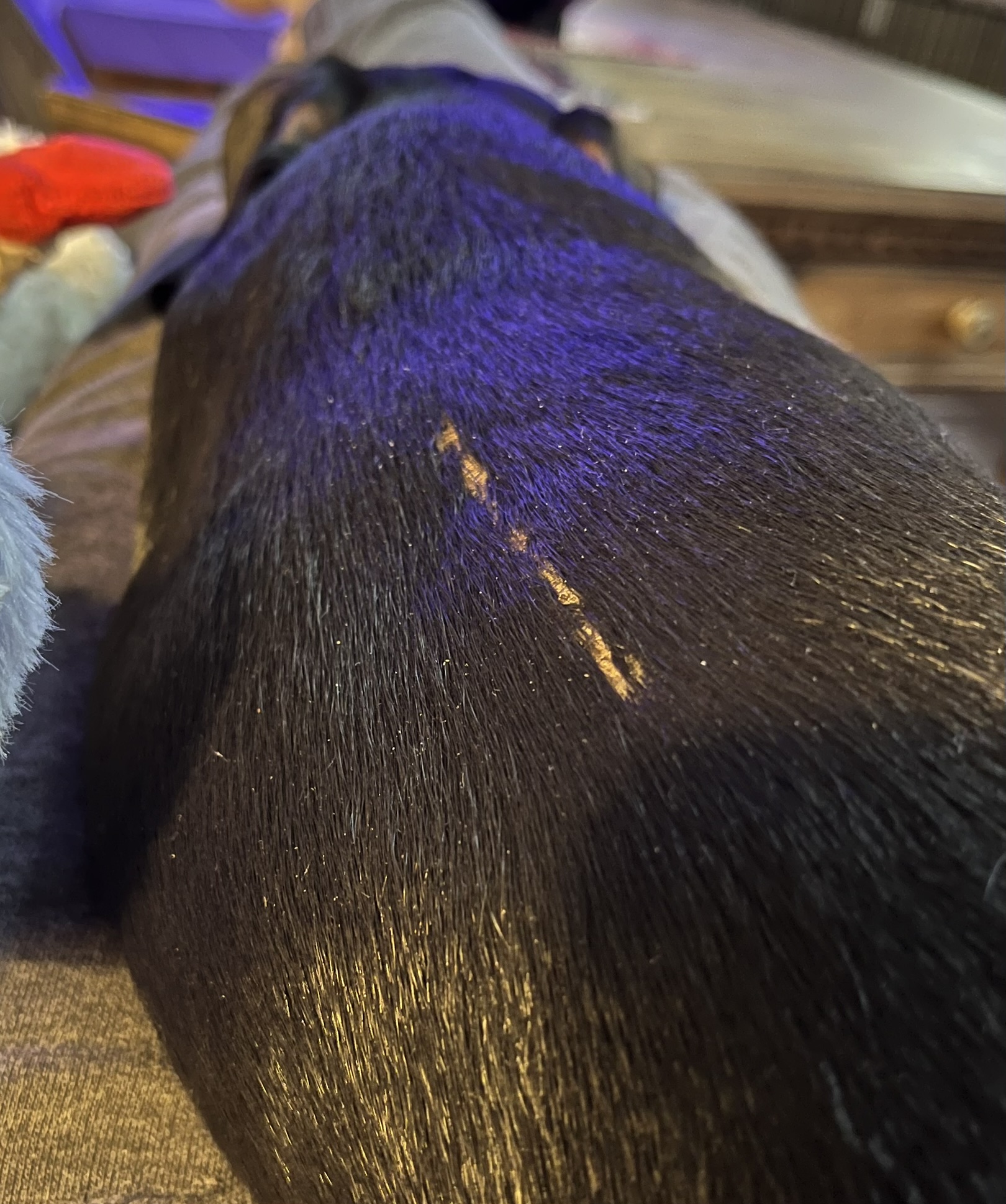 IVDD in Dachshunds: Warning Signs Every Owner Should Know