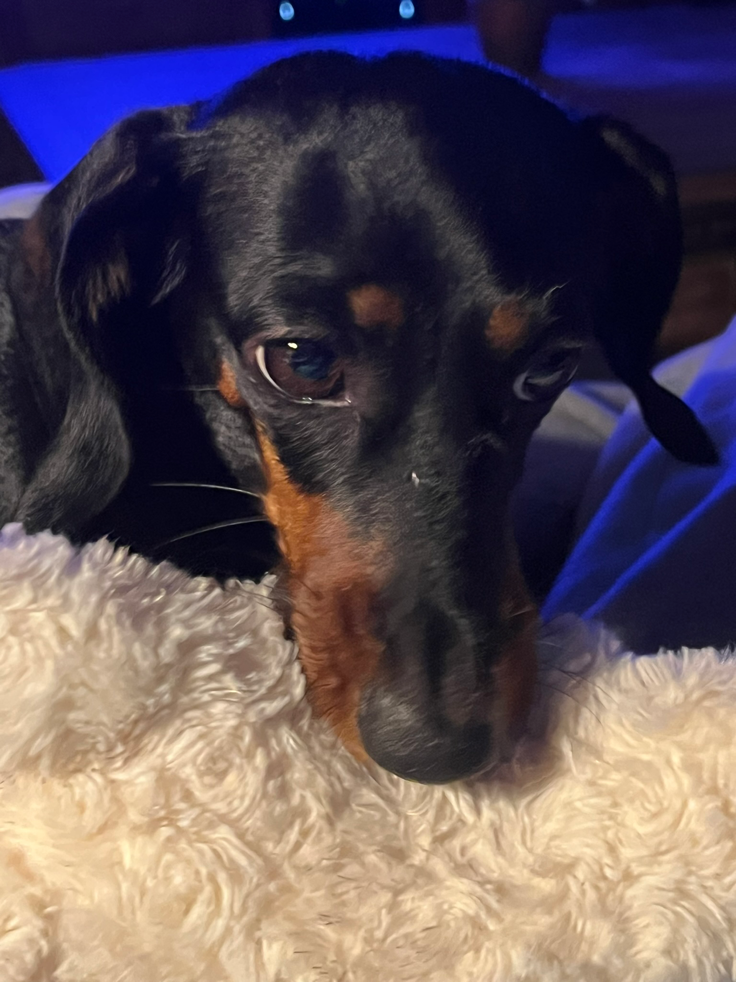 Zoey the Dachshund resting on her fluffy blanket