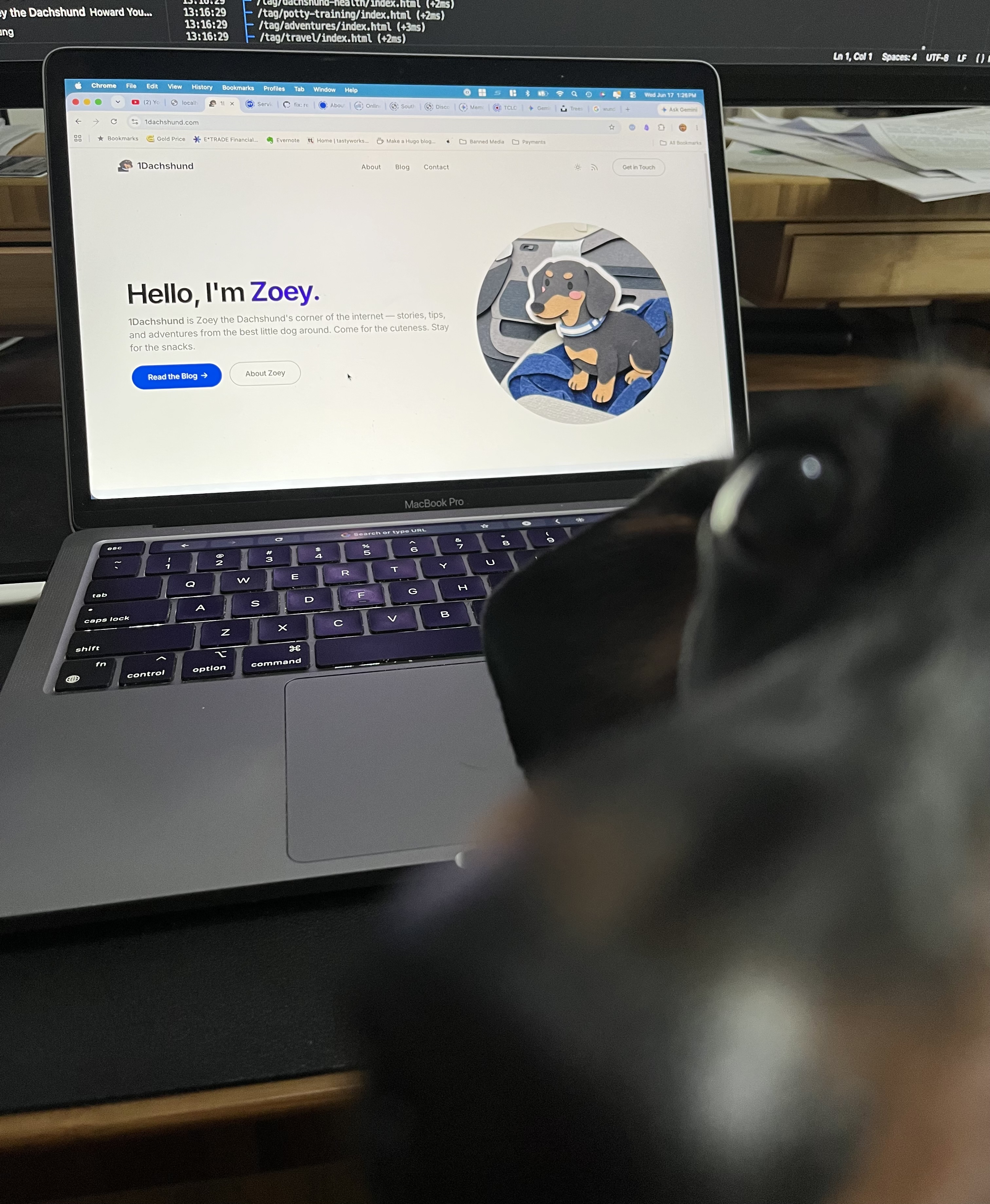 The Wednesday Garbage Truck That Terrifies This Dachshund