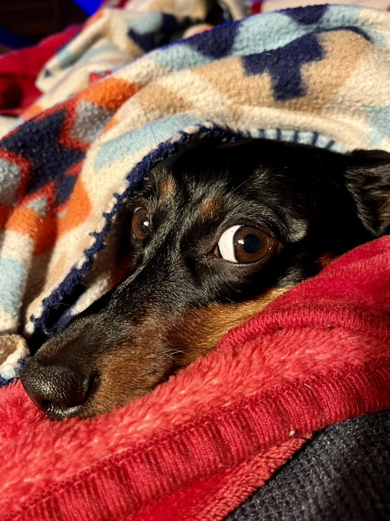 Why My Dachshund Doesn't Bark (And Why the Vet Said We're Lucky)